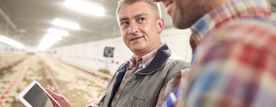 Two men in a poultry farm discuss while one holds a tablet. Rows of chickens are visible in the background under fluorescent lights.