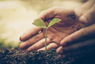 Hands gently cradle a small green seedling growing in soil.