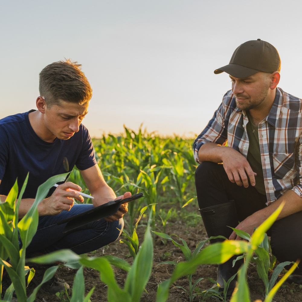 Two men in a cornfield examine crop growth; one uses a digital tablet while the other watches, both kneeling among young green plants.