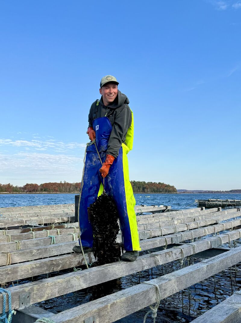 Person wearing a cap and waterproof overalls lifts a rope covered in seaweed on a wooden aquaculture platform by the water on a clear day.